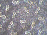 gcloseup.jpg