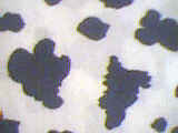 gcloseup.jpg